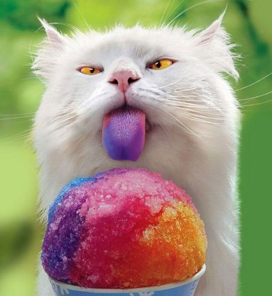 chat-mange-glace-langue-couleur