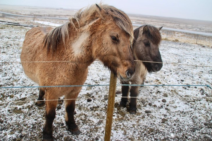 Chevaux Islandais - poney