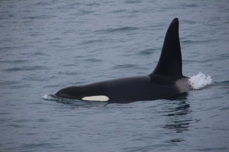 Excursion en bateau - Les orques en Islande